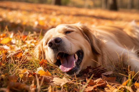 Zahnpflege beim Hund