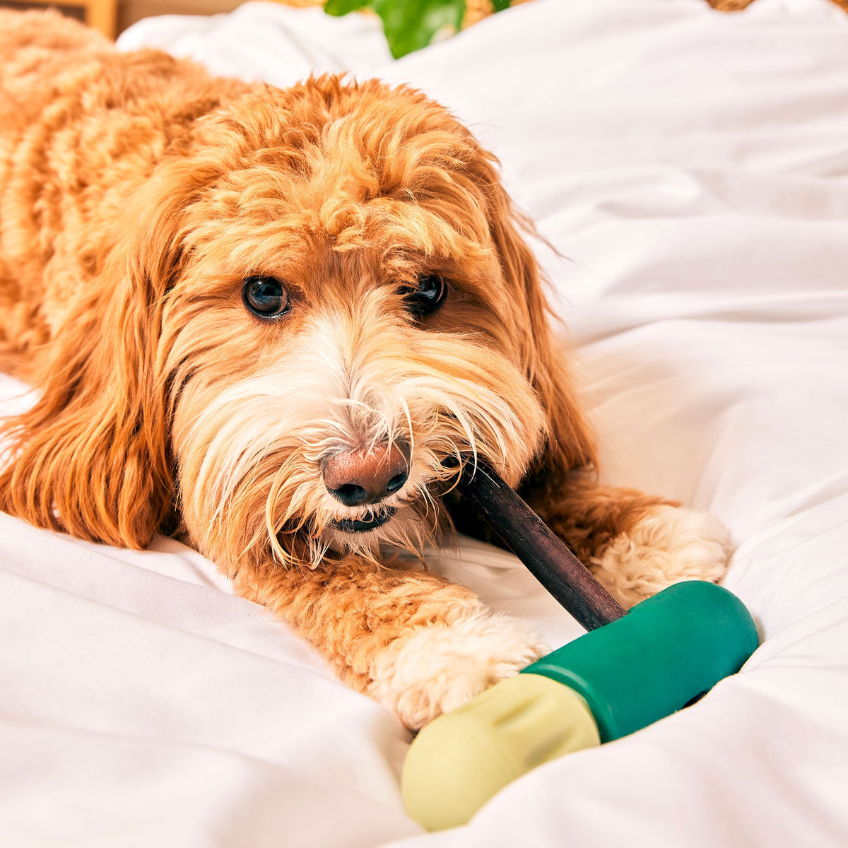 Woof BullySafe im Einsatz