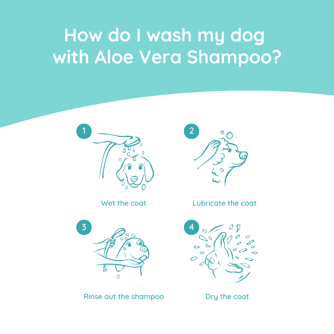 Anwendung Greenfields Hundeshampoo Aloe Vera