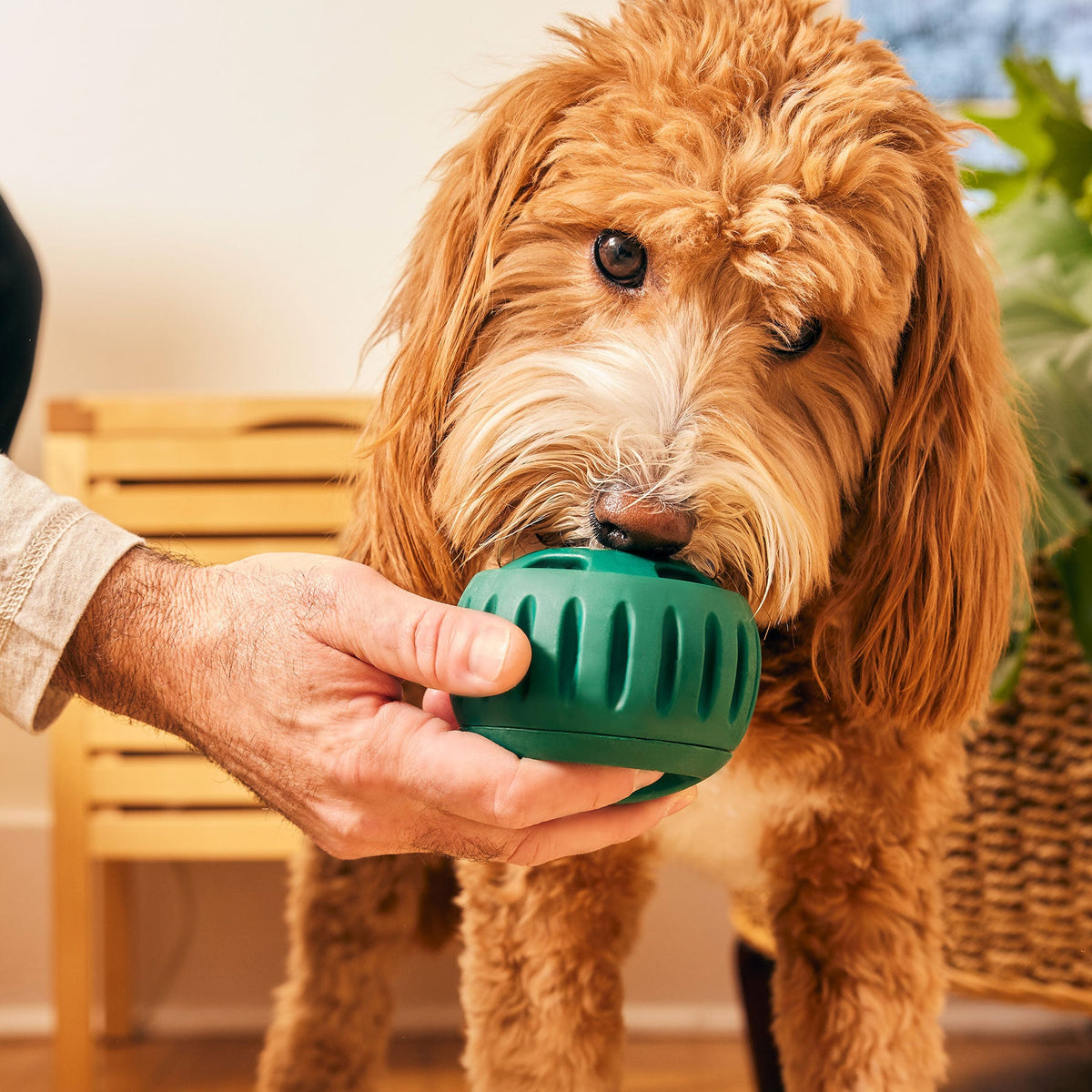 Woof Pupsicle Grün aufgeschraubt mit Füllkammer
